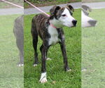 Small #2 Mountain Cur Mix