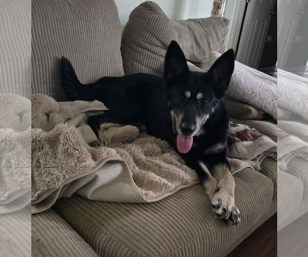 Medium Photo #1 German Shepherd Dog-Unknown Mix Puppy For Sale in La Grange , NC, USA
