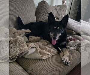 German Shepherd Dog-Unknown Mix Dogs for adoption in La Grange , NC, USA