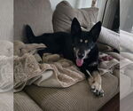 Small German Shepherd Dog Mix