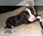 Small #5 American Bulldog