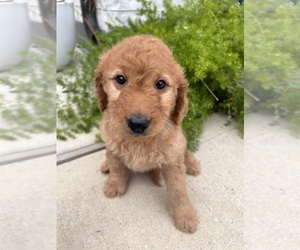 Goldendoodle (Miniature) Puppy for sale in HOUSTON, TX, USA