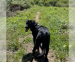 Small #1 Labrador Retriever Mix