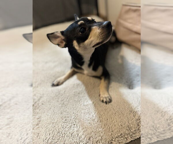 Medium Photo #4 Chihuahua Puppy For Sale in Oak Bluffs, MA, USA