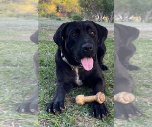 Mastador Dogs for adoption in San Antonio, TX, USA