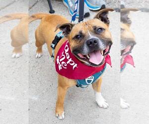 Boxer-Staffordshire Bull Terrier Mix Dogs for adoption in Princeton, MN, USA