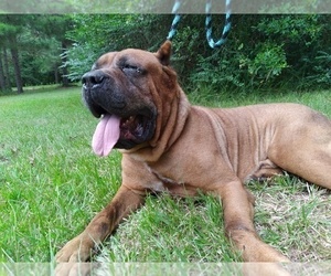 Father of the Cane Corso puppies born on 06/05/2021