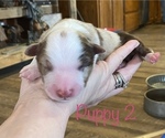 Puppy 3 Australian Shepherd