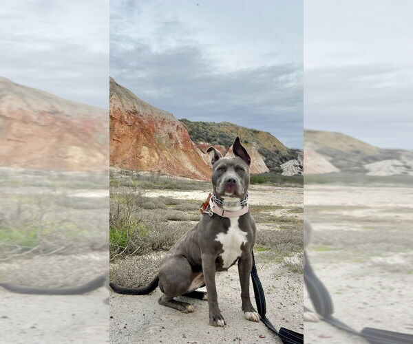 Medium Photo #2 American Staffordshire Terrier-French Bulldog Mix Puppy For Sale in Dana Point, CA, USA