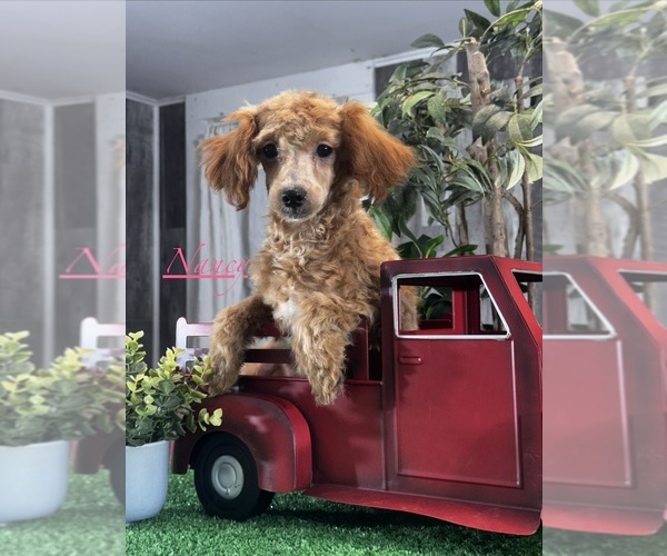 Medium Photo #3 Poodle (Miniature) Puppy For Sale in CANOGA, NY, USA