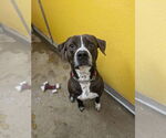 Small #3 American Pit Bull Terrier-Labrador Retriever Mix