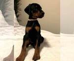 Small Photo #8 Doberman Pinscher Puppy For Sale in EDGEWOOD, NM, USA