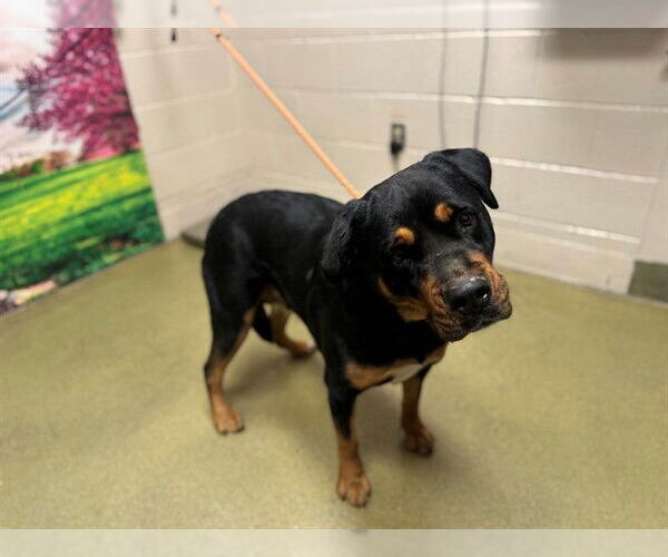 Medium Photo #1 Rottweiler-Unknown Mix Puppy For Sale in Moreno Valley, CA, USA