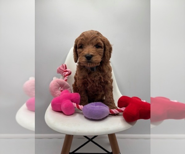 Medium Photo #1 Goldendoodle Puppy For Sale in CRESTON, OH, USA