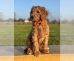 Small Photo #1 Poodle (Standard) Puppy For Sale in MODESTO, CA, USA