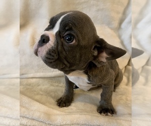 French Bulldog Puppy for sale in JOHNS ISLAND, SC, USA