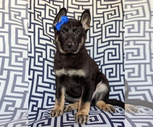 German Shepherd Dog Puppy for sale in OXFORD, PA, USA