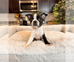 Boston Terrier Puppy for sale in GREENWOOD, IN, USA