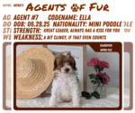 Small #10 Poodle (Miniature)