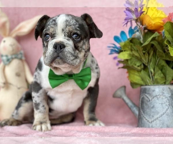 Medium Photo #4 French Bulldog Puppy For Sale in RISING SUN, MD, USA
