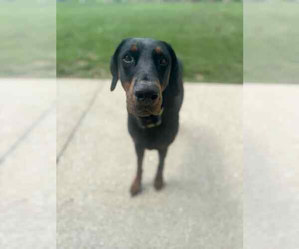 Medium Photo #3 Doberman Pinscher Puppy For Sale in Strongsville, OH, USA