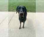 Small #2 Doberman Pinscher