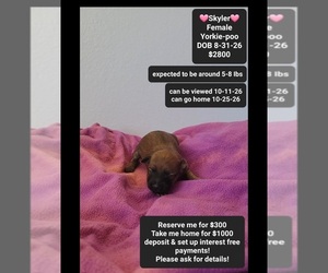 Yorkipoo Puppy for sale in TUCSON, AZ, USA