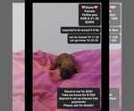 Image preview for Ad Listing. Nickname: Skyler