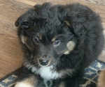 Small Photo #36 Miniature Australian Shepherd Puppy For Sale in BETHANY, IL, USA