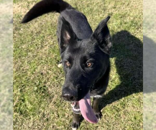 Medium Photo #1 Border Collie-Unknown Mix Puppy For Sale in Conroe, TX, USA