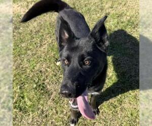 Border Collie-Unknown Mix Dogs for adoption in Conroe, TX, USA