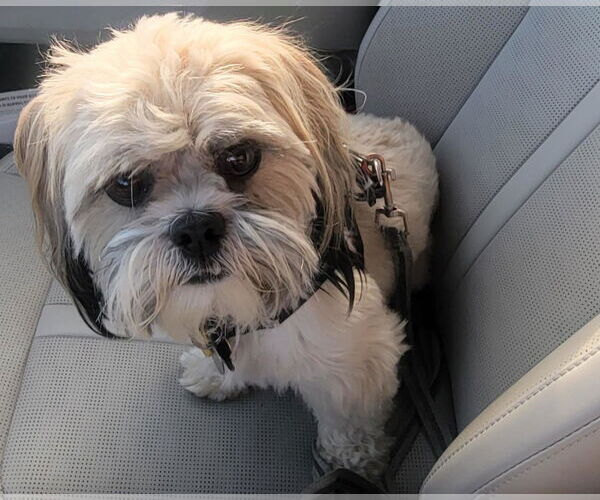 Medium Photo #3 Zuchon Puppy For Sale in Littleton, CO, USA