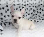 Small Photo #4 French Bulldog Puppy For Sale in SEA ISLAND, GA, USA