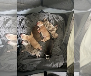 Victorian Bulldogge Puppy for sale in FRUITLAND PARK, FL, USA
