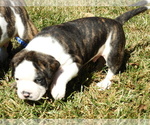 Puppy 1 American Bulldog
