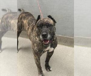 Mastiff-Unknown Mix Dogs for adoption in Las Vegas, NV, USA