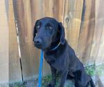 Small #5 Labrador Retriever Mix