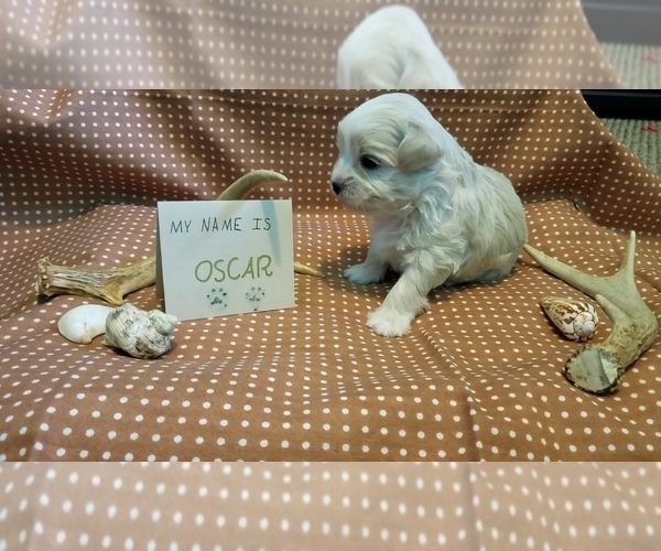 Medium Photo #1 Maltipoo (Miniature) Puppy For Sale in BROOKFIELD, MO, USA