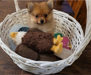 Pomeranian Puppy for sale in ALVIN, TX, USA