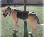 Small #1 Coonhound-Great Pyrenees Mix