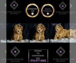 Small Photo #96 Goldendoodle (Miniature) Puppy For Sale in WARSAW, IN, USA