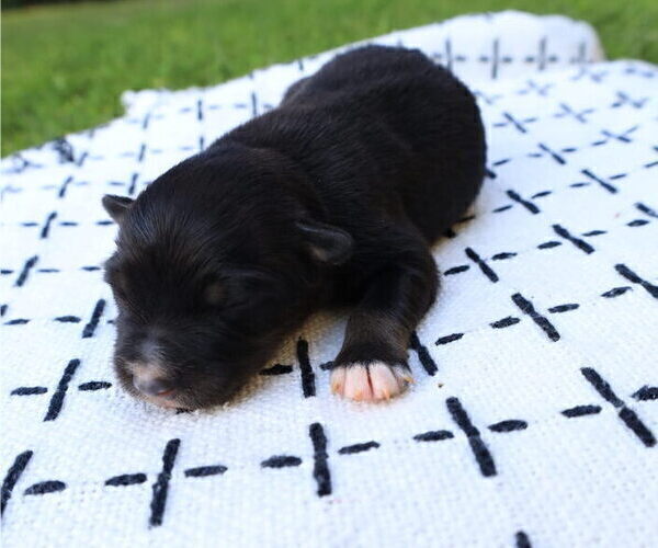 Medium Photo #10 Miniature Australian Shepherd Puppy For Sale in DAWSON, GA, USA