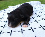 Small #9 Miniature Australian Shepherd