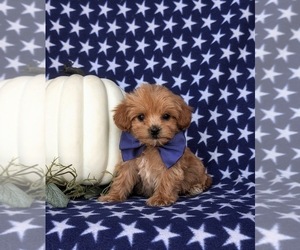 Poovanese Puppy for sale in KIRKWOOD, PA, USA