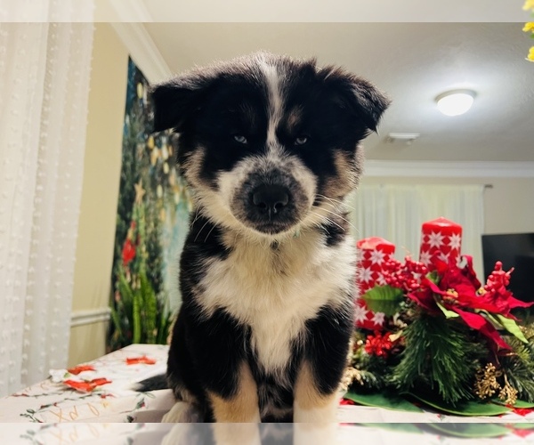 Medium Photo #17 Siberian Husky Puppy For Sale in SUGAR LAND, TX, USA