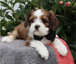 Small #5 Cava-Tzu