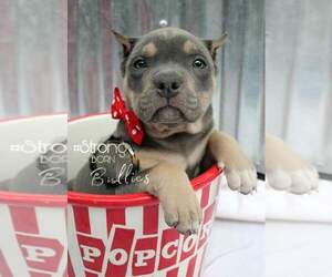 American Bully Puppy for sale in LOCUST GROVE, OK, USA