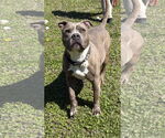 Small #2 American Pit Bull Terrier Mix