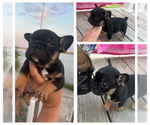 Puppy Puppy #1 French Bulldog