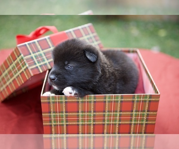 Medium Photo #3 Akita Puppy For Sale in LOUISVILLE, KY, USA